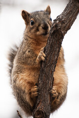 Inquisitive squirrel clinging to a tree, eyes gleaming