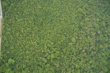 Lush green ariel view of the jungle rain forest canopy in Toledo District, Southern Belize, Central...