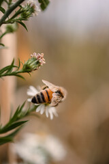 Bee actively gathers pollen on soft, white flowers