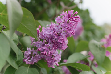 Lilac blooms with lush green leaves, capturing spring's essence