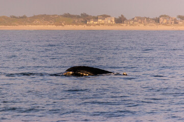 Humpback whale near sandy shoreline, serene evening