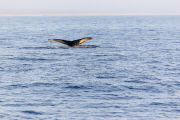 Humpback whale tail above ocean, clear day in Monterey bay!