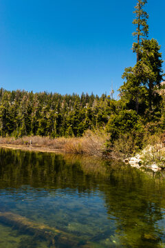 Calm waters reflecting a dense evergreen forest under blue skies.