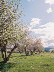 Blooming orchard with flowering trees in rural setting