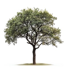 A large, majestic tree stands alone in a field. Its branches are full of green leaves, and its roots are firmly planted in the ground. The tree is a symbol of strength and resilience.