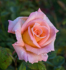 'Summer Dream 1986' Hybrid Tea Rose in Bloom.