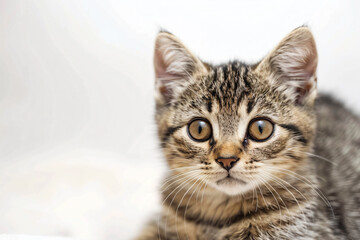 Fototapeta premium a kitten is sitting on a white surface