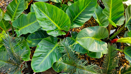 Philodendron Melinonii with Water Droplets