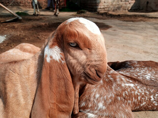 Portrait of a Cute baby goat sitting under sun livestock farm concept