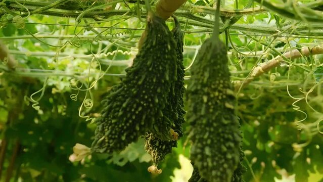 Bitter melon or Momordica charantina L., also known as pare hanging on the tree