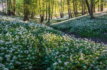 Wild Garlic woodland on the high weald near Mountfield east Sussex south east England UK