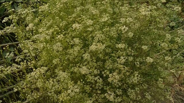 fresh organic green celery leaves background - Apium graveolens