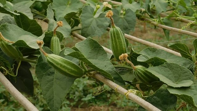 Achocha potol seed plants. The POINTED GOURD (Trichosanthes dioica Roxb.) is usually propagated through vine cuttings and root suckers.