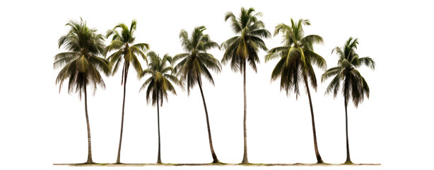 Fototapeta premium Palm trees are a symbol of the tropics