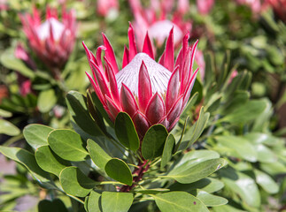 Protea cynaroides plant with flower. Is the national flower of South Africa.