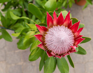 Protea cynaroides plant with flower. Is the national flower of South Africa.