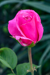 Rose bud on a stem with a garden on the background.