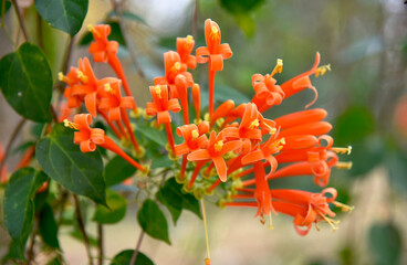 Beautiful orange flowers on a blurred background