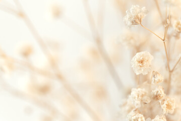 Gypsophila flowers, with their romantic allure, shine against the light background in macro...