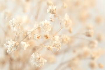 Macro capture of delicate Gypsophila flowers in a romantic and beautiful arrangement against a...