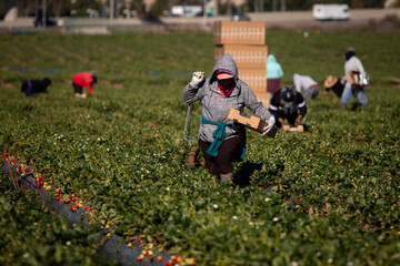 Farm field workers dressed warm while harvesting
