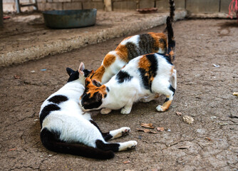 Cute multicolored cats with family lying on ground