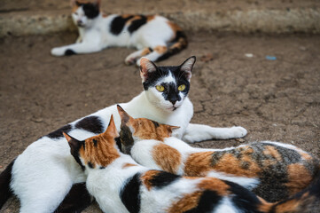 Naklejka na ściany i meble Cute multicolored cats with family lying on ground