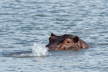 Hippopotamus (Hippopotamus amphibius) in the Shire River. Liwonde National Park. Malawi. Africa.