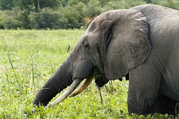 African elephant (Loxodonta africana) Liwonde National Park. Malawi. Africa.