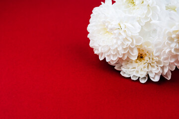 White chrysanthemums on a colored background.