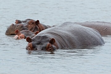 Hippopotamus (Hippopotamus amphibius) in the Shire River. Liwonde National Park. Malawi. Africa.