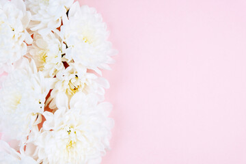 White chrysanthemums on a colored background.