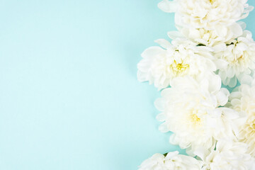 White chrysanthemums on a colored background.