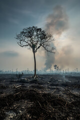 The Aftermath of Deforestation: Grim Reminder of Human Exploitation