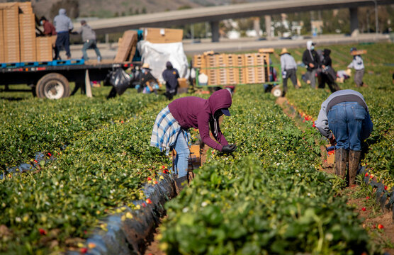 Farm field workers dressed warm while harvesting