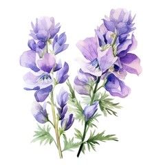 Monkshood flower watercolor illustration. Floral blooming blossom painting on white background