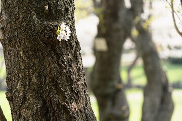 桜