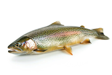 a rainbow trout is laying on a white surface