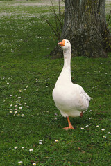 A large white goose stands in a grassy field