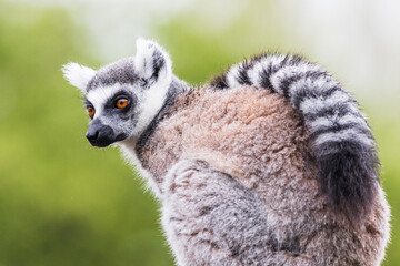 Ring Tailed Lemur with its tail over its shoulder