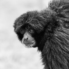 Siamang monkey in black and white