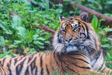 Sumatran tiger lazes in the grass