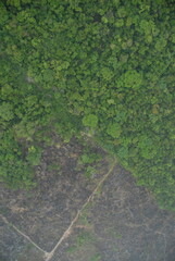 concerning ariel view of the jungle rain forest canopy damaged by slash and burn farming in Toledo District, Southern Belize, Central America with tree tops in lush green taken from a light aircraft