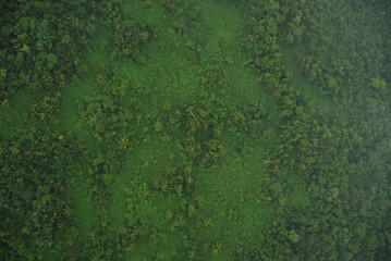Lush green ariel view of the jungle rain forest canopy in Toledo District, Southern Belize, Central America with tree tops in lush green taken from a light aircraft