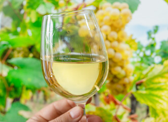 Fototapeta premium Glass of white wine in man hand and cluster of grapes on vine at the background.