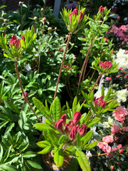 Bellissimi fiori di Azalea mollis rosa in un vivaio. Pianta di rododendro. Concetto di giardinaggio. Pianta decorativa.