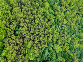 aerial photography of the pine forest that covers the Picentine mountains