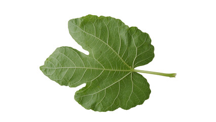 Obraz premium Fig leaves with Isolate Leaves on transparent background. Png file.