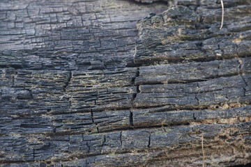 wood texture background burning and turning into wood charcoal. photo concept for forest burning,...
