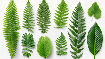 A collection of green leaves are shown in various sizes and shapes